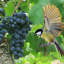 Filet Crop Orchard-1682805124