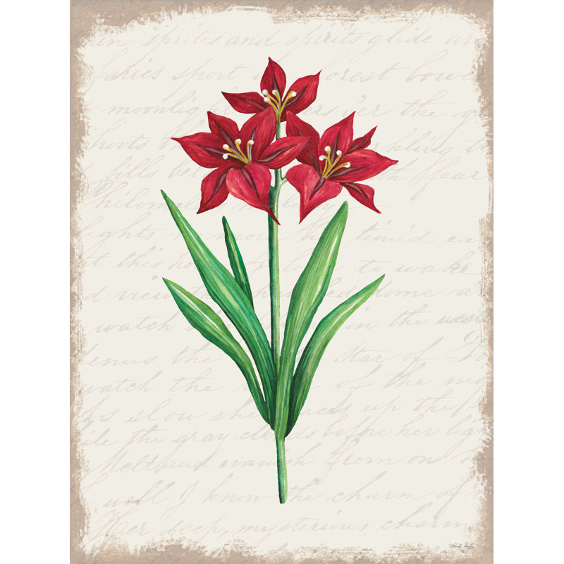 Amaryllis rouge botanique II sur toile, H 12 po x l 8 po