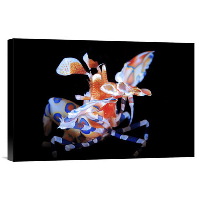 " Harlequin Shrimp " by Barathieu Gabriel