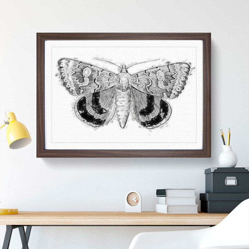 Sleepy Underwing Moth by S.F. Denton - Picture Frame Painting Print, Walnut Framed, 36cm H x 48cm W x 2cm D