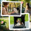 Foldable Pet Stroller