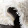 Orlinda Shag Hand Tufted Performance Solid Color Rug