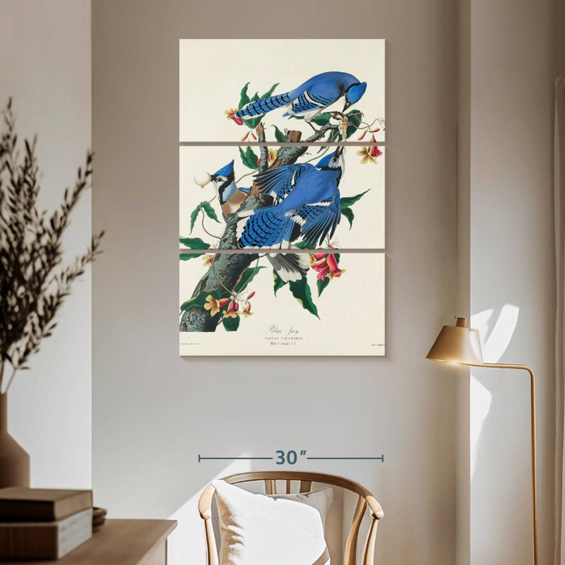 Brampt Blue Jay