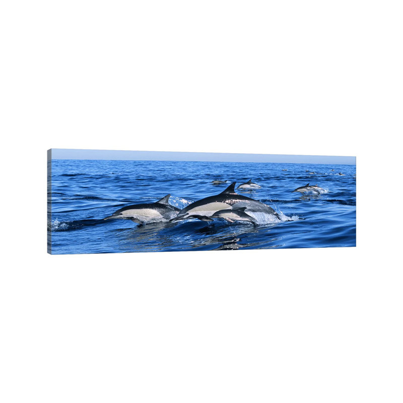 Common Dolphins Breaching In The Sea - Wrapped Canvas Panoramic Print, 30.48 cm H x 91.44 cm W x 1.91 cm D