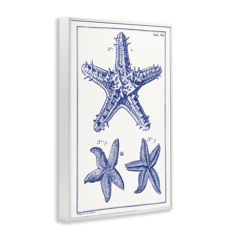 Bleu, étoile de mer, schémas, estampe numérique par Vision Studio, Giclée encadrée blanc bord de mer, H 24 po x l 16 po