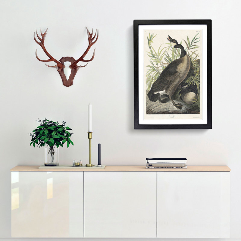 Canada Goose by John Audubon - Picture Frame Painting Print, Black Framed, 65cm H x 48cm W x 2cm D