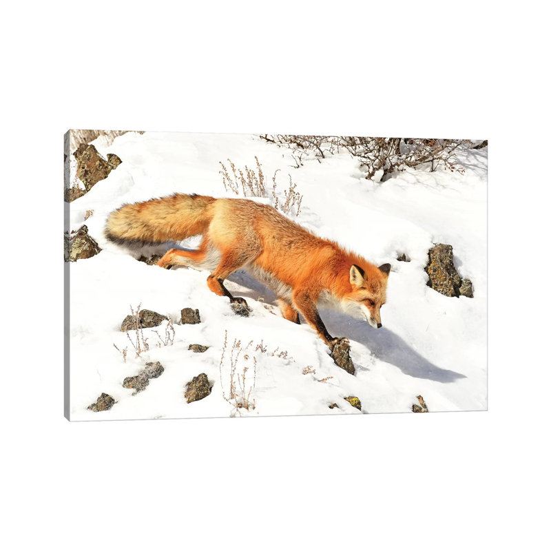 Winter Fox by Brian Wolf - Wrapped Canvas Print, 45.72cm H x 66.04cm W x 1.91cm D