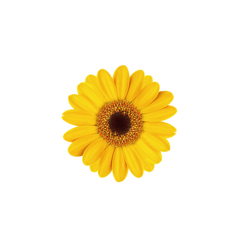 Hiko Beautiful Gerbera Flower by Okskaz - Wrapped Canvas Print, 81cm H x 122cm W x 3.8cm D