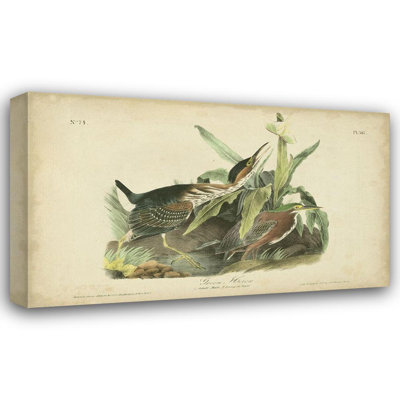 Lark Manor™ Audubon, John James Gallery Wrapped Canvas Art Titled: Audubon Green Heron