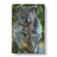 Koala Bear Vol.1 - Wrapped Canvas-61838996