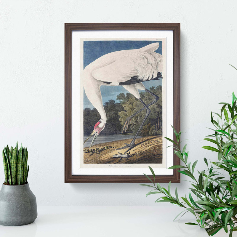 Hooping Crane Bird by John Audubon - Picture Frame Painting Print, 65cm H x 48cm W x 2cm D, Walnut Framed