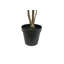 ARBRE FICUS HEART GROWER 7 PIEDS