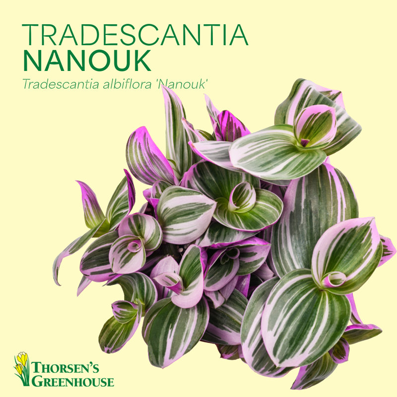 Live Tradescantia Nanouk Plant, Sage