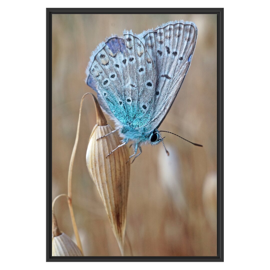 Gerahmtes Wandbild Schmetterling auf Blume Natur Tier