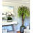 Orchid Arrangement in Planter