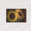 August Grove® «Tournesol 1» par Art Licensing Studio, art mural en métal-1079931876