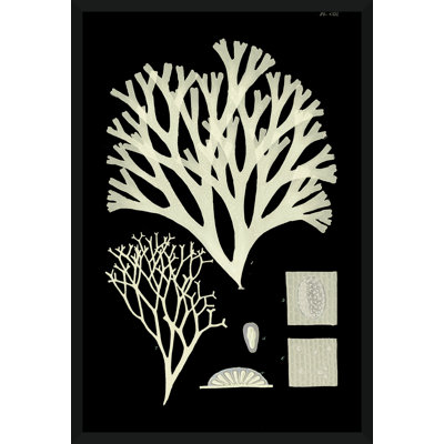 Seaweed Diagram I Giclee Print by Soicher Marin Archives