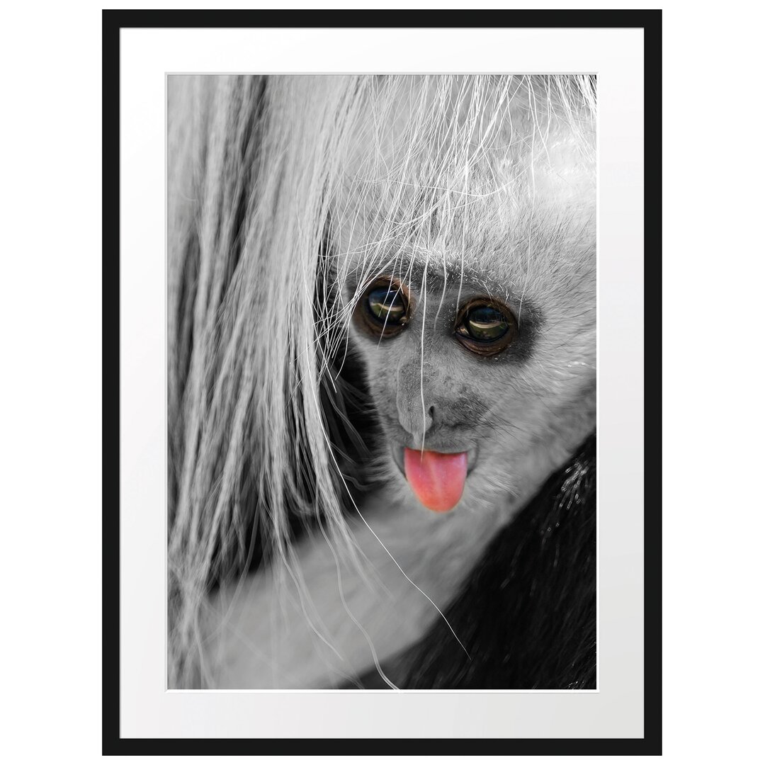 Gerahmtes Poster Bildschönes Colobus-Äffchen