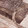Bionda Geometric Brown/Cream/Gray Area Rug
