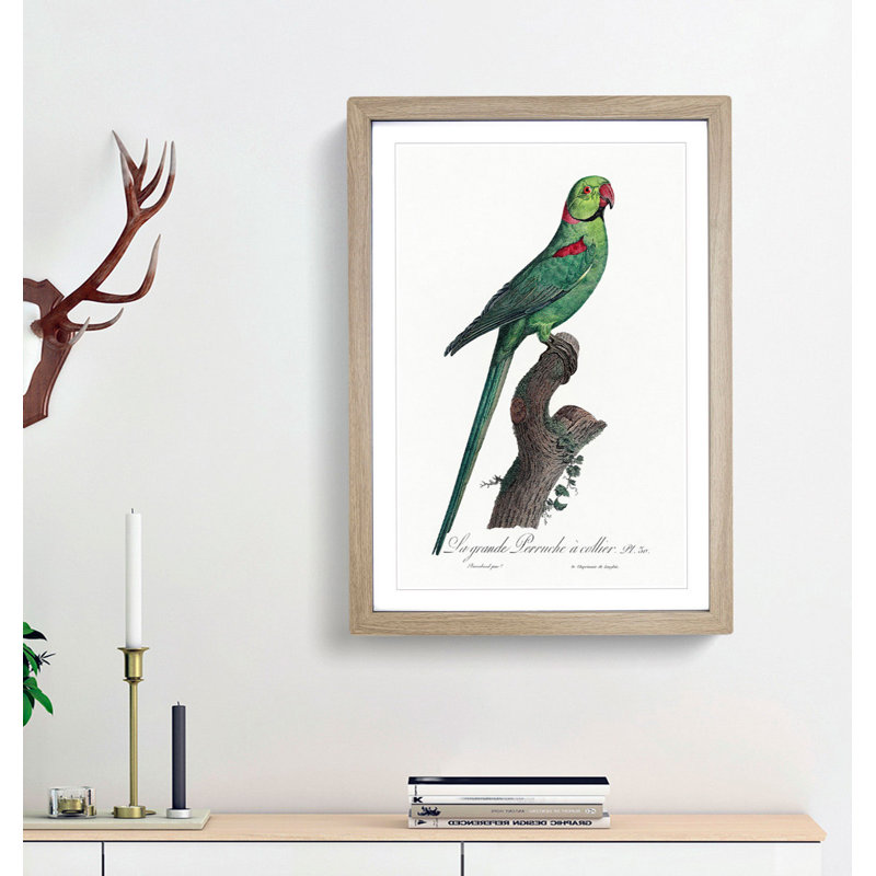 A Rose-Ringed Parakeet by F. Levaillant - Single Picture Frame Painting, 63cm H x 45cm W x 2cm D, Oak  Bordered Framed