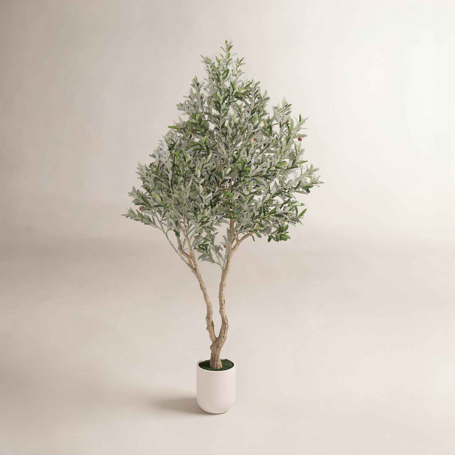 Ashwell Olive Tree in Pot, 98.4" x 12.9"