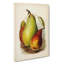 A Vintage Illustration Of Pears - Wrapped Canvas Print-55300126