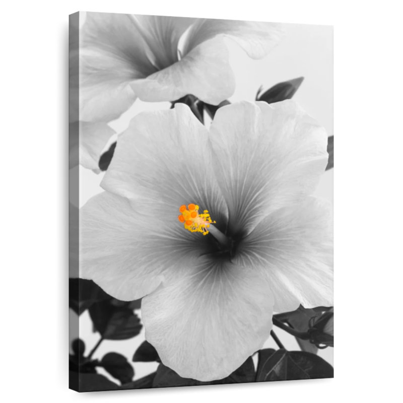 Hibiscus Harnek, H 24 po x l 16 po