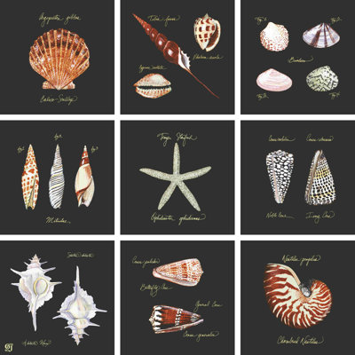 Striking Shells 9-Patch
