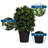 Ensemble de 2 buis artificiels en pot