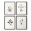 «Vintage Floral Print», impression encadrée CLxxvi - ensemble de 4-984176392-984176397