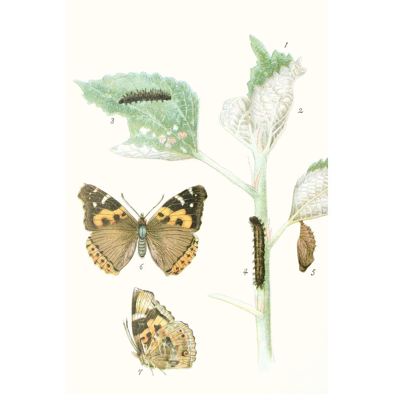 Antique Butterflies And Leaves III by Vision Studio - Wrapped Canvas Print, 45.72cm H x 30.48cm W