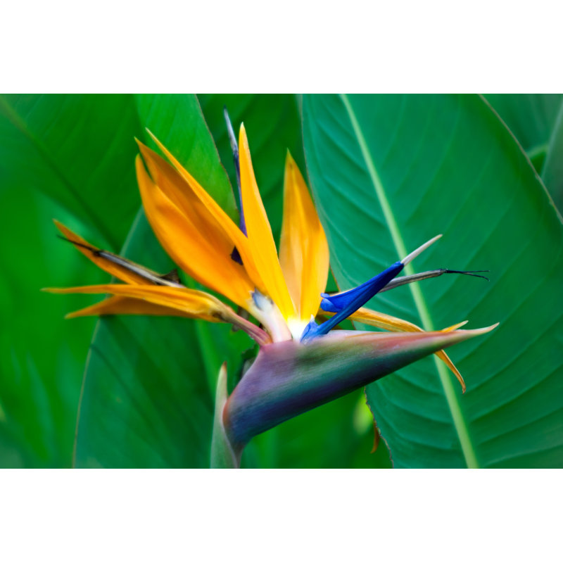 Tussey Strelitzia Reginae Flower - Wrapped Canvas Print, 30cm H x 46cm W x 3.8cm D