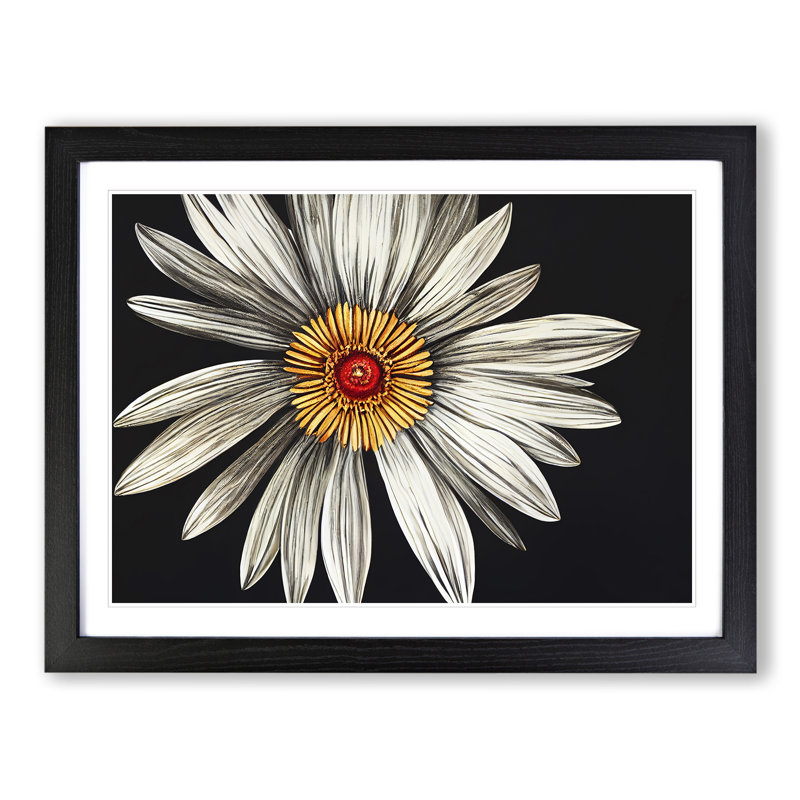 Flourishing Daisy Flower - Single Picture Frame Print, 34cm H x 46cm W x 2cm D, Black
