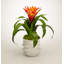 Bromeliad Floral Arrangement in Pot-919052388
