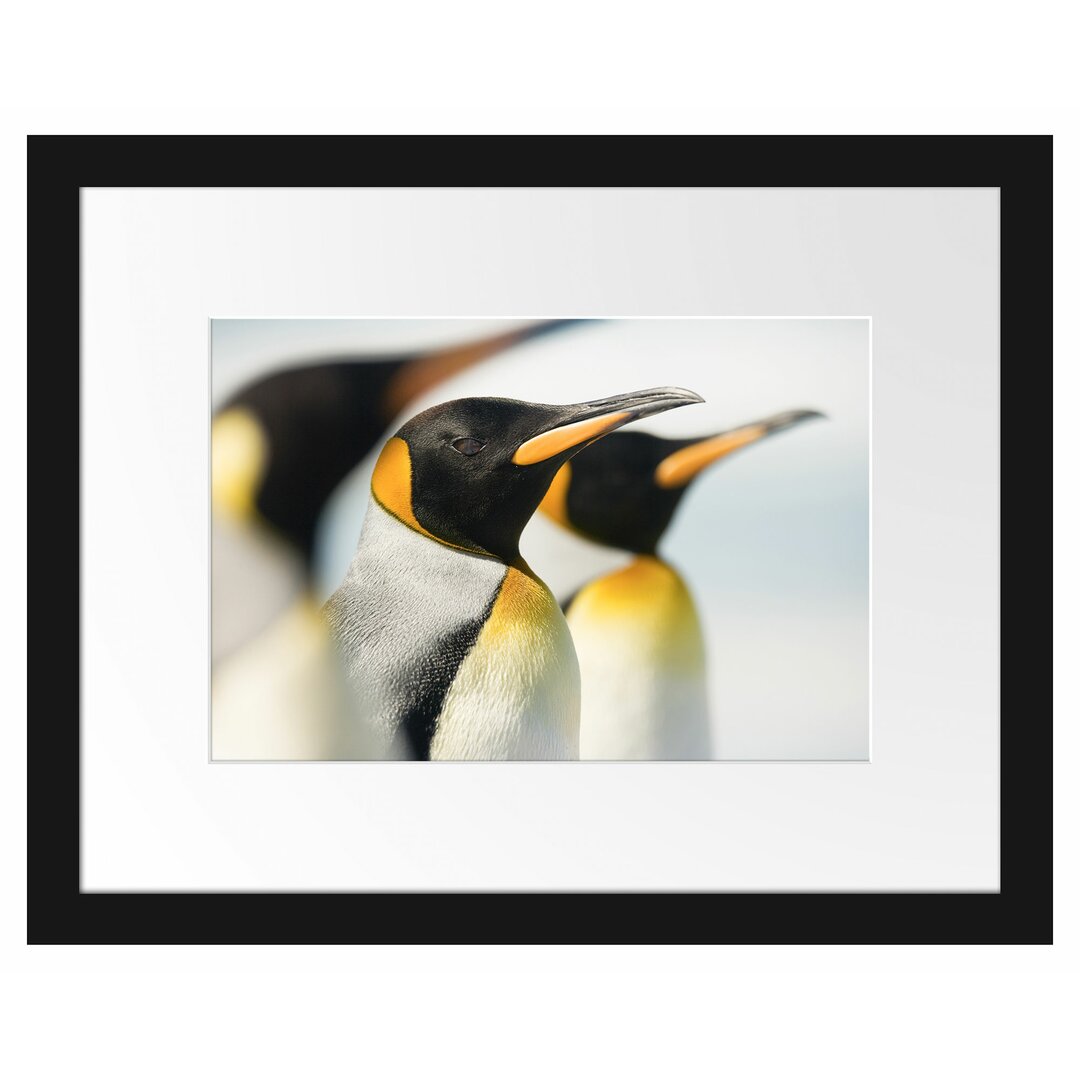 Gerahmtes Poster Pinguine