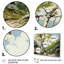 Birch Tree Forest Essence 4 - Art mural arbre-1724522713-1724522732