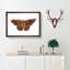 Sable Moth by George Shaw - Framed Print-55613249-55613248