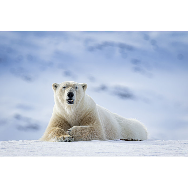 Ours polaire - photographie sur toile tendue, H 20 po x l 30 po