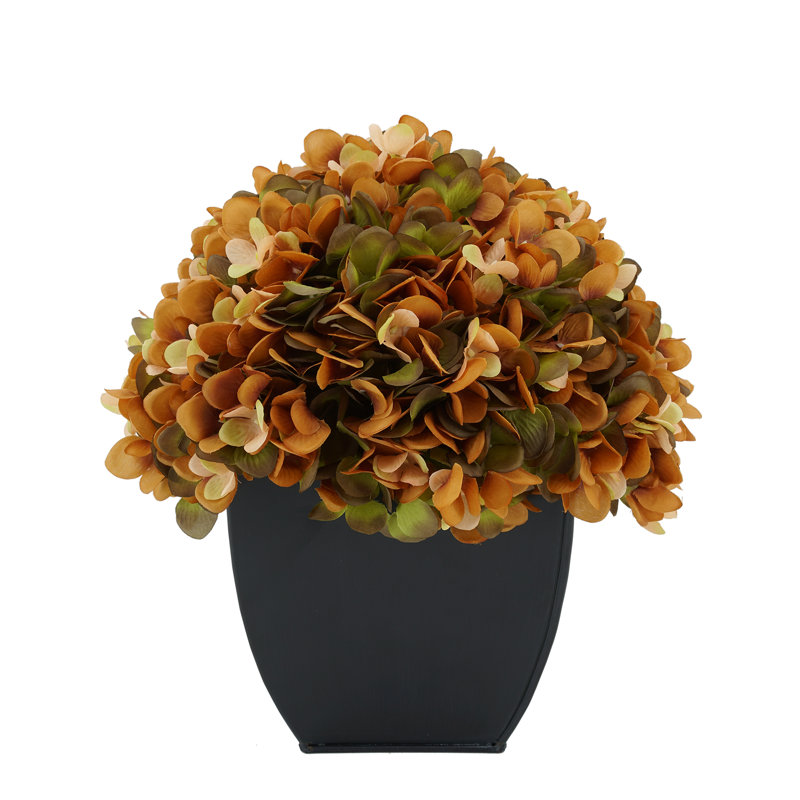 Arrangement floral hortensia en pot, Café