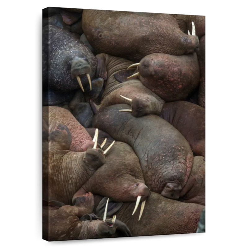 Brampt Walrus Rookery, 51" H x 34" W