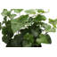 Live Green Ivy Plant in Classic Pot