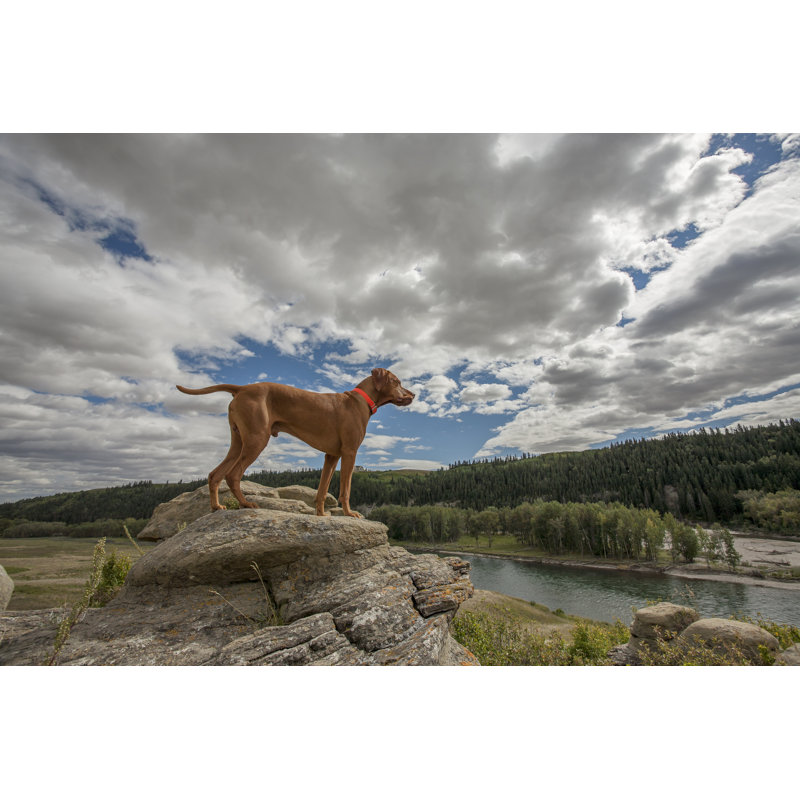 Zanuck Dog On A Cliff - Wrapped Canvas Print, 30cm H x 46cm W x 3.8cm D
