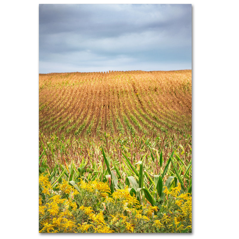 Jason Shaffer " Corn Field " by Jason Shaffer, 32" H x 22" W x 2" D