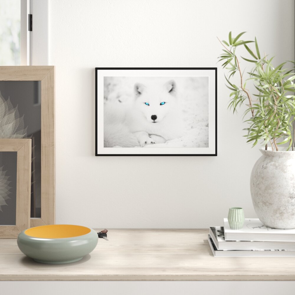 Gerahmtes Poster Polarfuchs mit strahlenden Augen