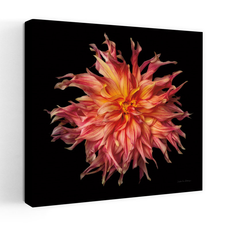 Dahlia VI, art floral contemporain Dahlia, H 24 po x l 24 po