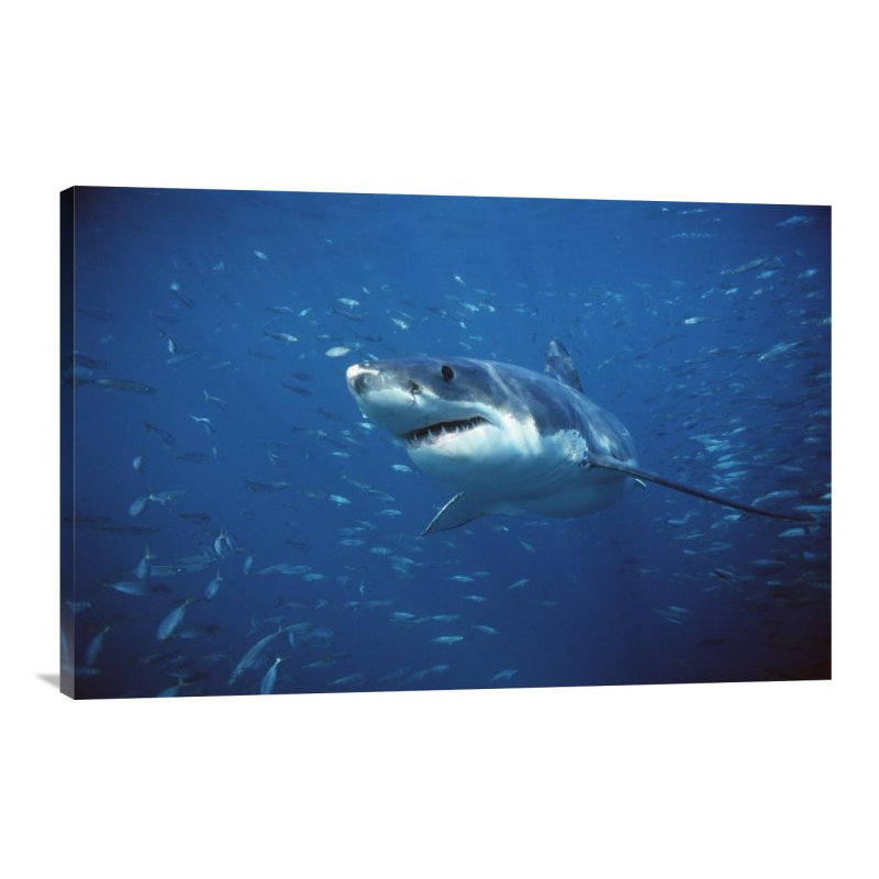 " Great White Shark Swimming Through A School Of Fish, Neptune Islands, South Australia ", 20" H x 30" W, Wrapped Canvas