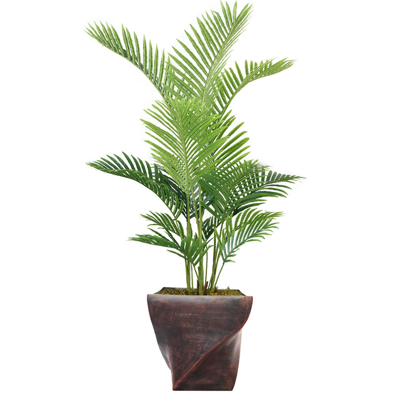 Palmier Panama en pot