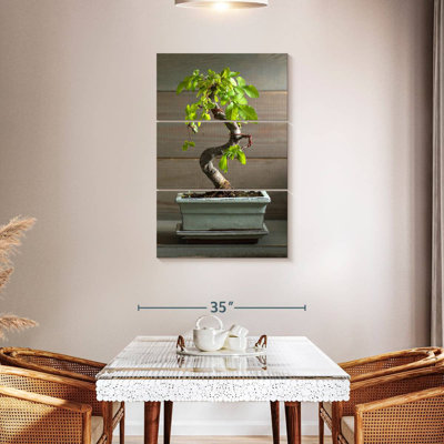 Bonsai Harnek dans un pot