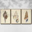 Ensemble de 3 coquillages à tons neutres I, encadré sur toile-97708895-97708896