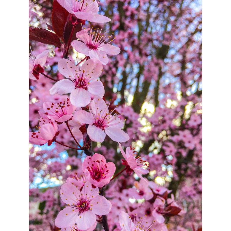 " Cherry Blossom " by Heidi Bannon, 48" H x 36" W  